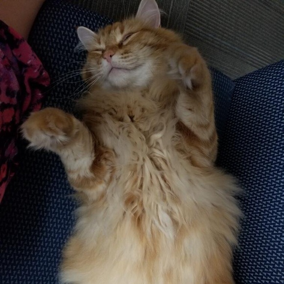 Meet your Posher, Sonia - Picture 1 of 1